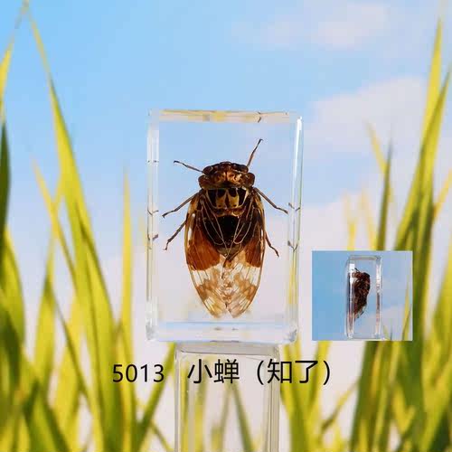 昆虫标本水晶素材模板 昆虫标本水晶图片下载 小麦优选