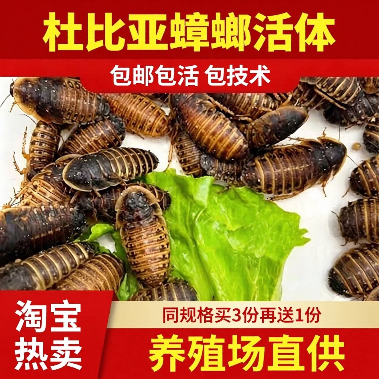杜比亚蟑螂活体饲料繁殖组幼体昆虫爬宠守宫食物龙鱼活饵新宠鸟类图片
