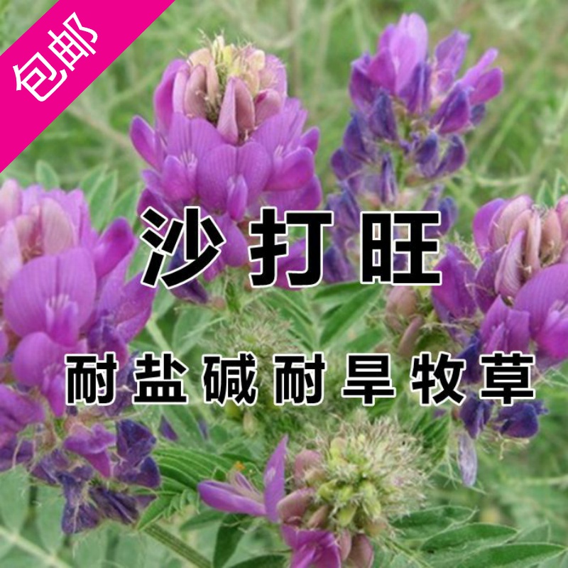 沙打旺种子多年生牧草四季果园绿肥防沙固土护坡耐寒耐旱盐碱草籽