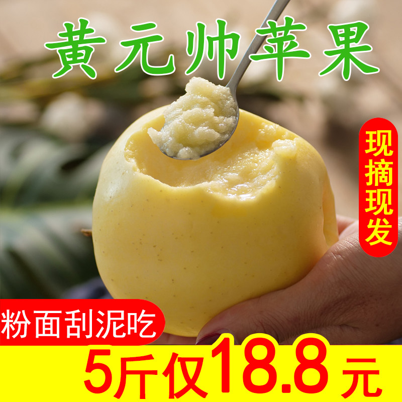 山东黄元帅苹果当应季新鲜水果5斤黄金帅香蕉萍果10粉面宝宝刮泥|msdalam kategori daging perikanan/Buah-buahan segar dan sayur-sayuran/dimasak, buah-buahan segar, Apple - dari Buy2taobao.com untuk memberikan perkhidmatan ejen Taobao profesional membeli