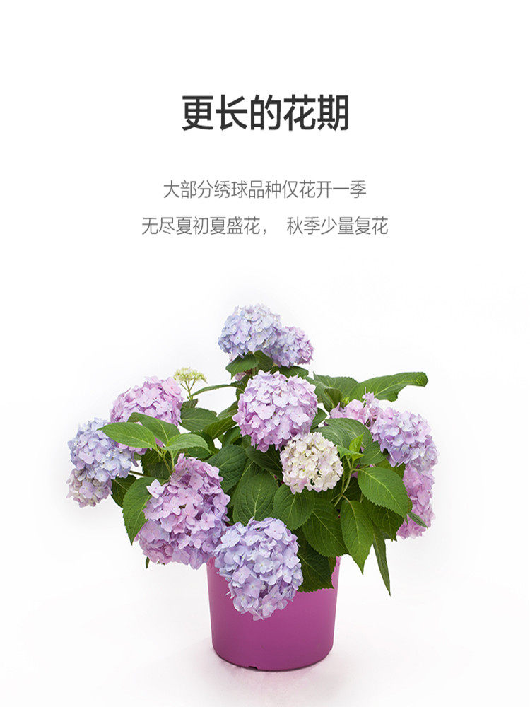 绣球花盆栽无尽夏亲爱的大花八仙花观花盆栽植物绣球花苗特大花苗 淘牛街