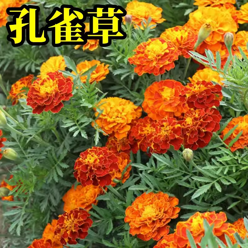 孔雀草花种子籽四季播种开花易活绿化耐寒花卉阳台庭院鲜花种籽子