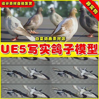 UE5 Realistic 3D Pigeon & Animations Pack写实鸽子动画生物5.1