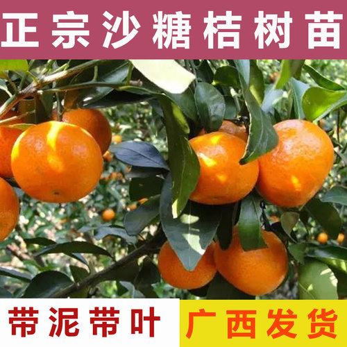 广西沙糖桔苗带泥带叶产地直发