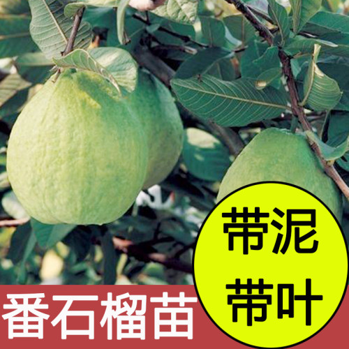 广西番石榴树苗带土带叶