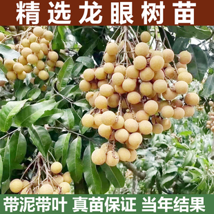 庭院种植地栽果树果苗 龙眼树苖盆栽水果树苗储良桂圆石硖南方四季