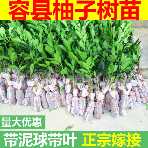 嫁接泰国红宝石南方种植柚子树苗