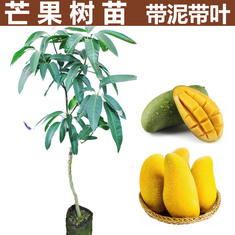 芒果苗树特大金煌桂七芒当年结果庭院阳台四季种植果树苗芒果树苖-封面