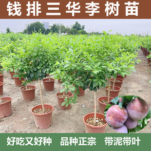钱排银妃三华李树苗特大树水果苗红心李子树苗果树带土发货盆地栽