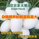 鹅蛋新鲜孕妇黄河滩正宗农家散养土鹅蛋批发超大12枚115 130克