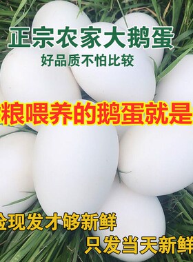 鹅蛋新鲜孕妇黄河滩正宗农家散养土鹅蛋批发超大12枚115-130克