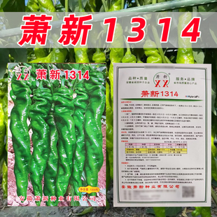 萧新1314辣椒种子螺丝椒辣味香浓皮薄质脆采收期长螺丝椒辣椒种籽