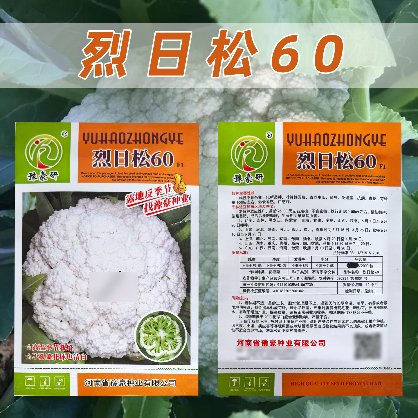 烈日松60花菜种子直立生长耐热抗病性好炒食易熟口感好适应性光