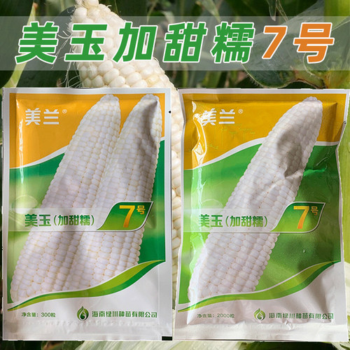 美玉加甜糯7号玉米种子高产大棒