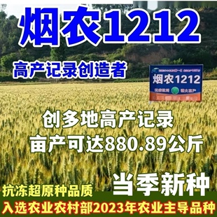 烟农1212小麦种子产量高产量稳定抗病抗寒矮杆抗倒伏正品小麦种子