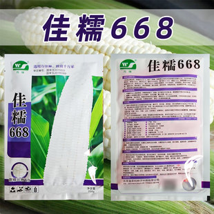 佳糯668白糯玉米高产抗病甜糯粒1比3鲜穗采收期75天加甜糯玉米种