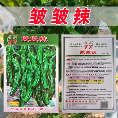 萧新皱皱辣辣椒种子外观亮丽连续结果能力强皮薄质脆皱皮辣椒种籽