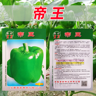帝王甜椒种子特大灯笼椒新品种菜椒高产辣椒籽不辣的柿子椒蔬菜种