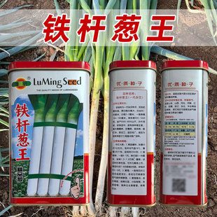 鲁明铁杆葱王大葱种子抗病甜辣适中易加工适应性广抗热抗寒大葱籽