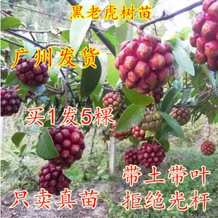 黑老虎苗布福娜大血藤果树苗当年结果爬藤南北方四季 种植盆栽地栽