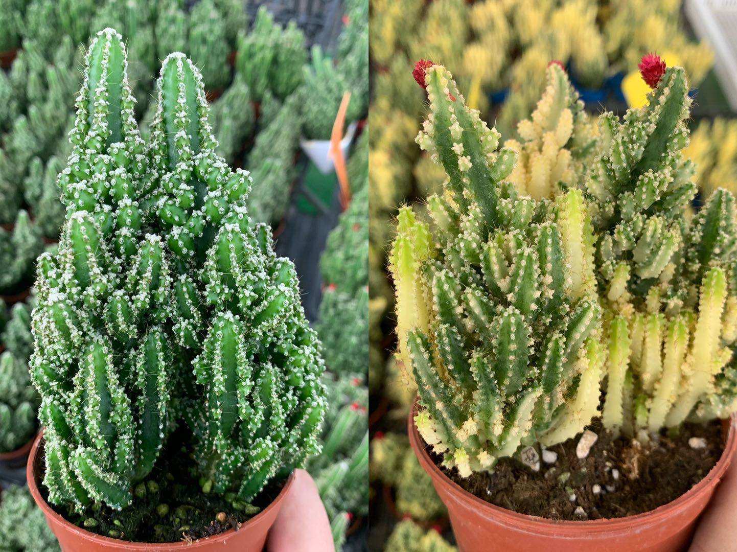 犀角群锦 多肉多头植物办公室内阳台四季绿植盆栽