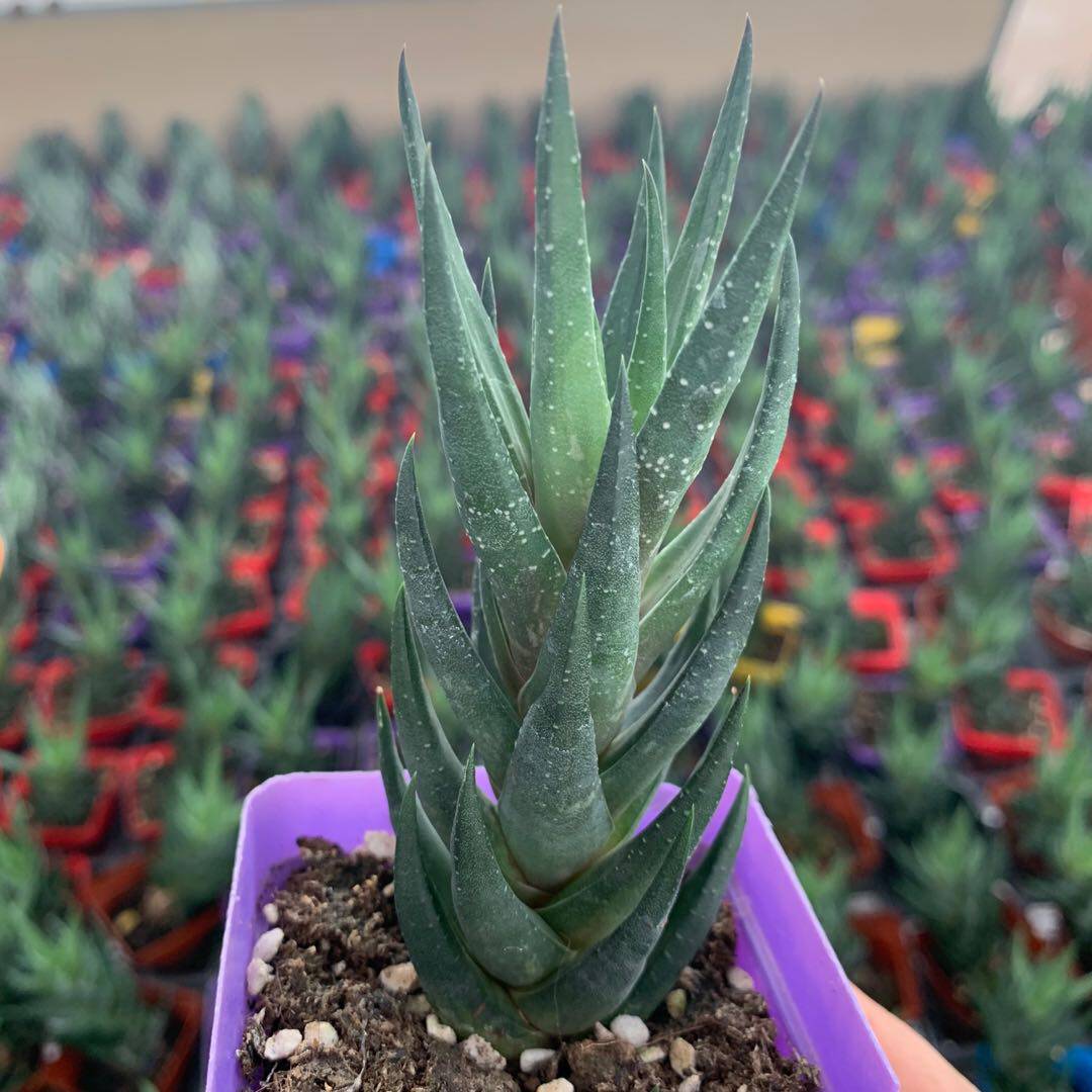 龙爪十二卷 多肉植物办公室内阳台四季绿植盆栽