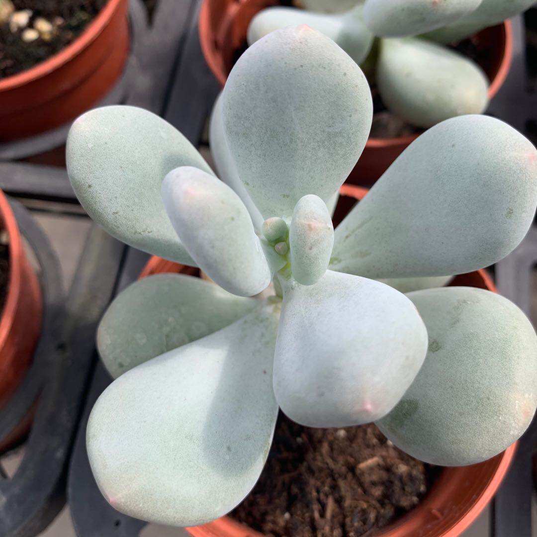 鸡蛋美人 多肉植物办公室内阳台四季绿植盆栽