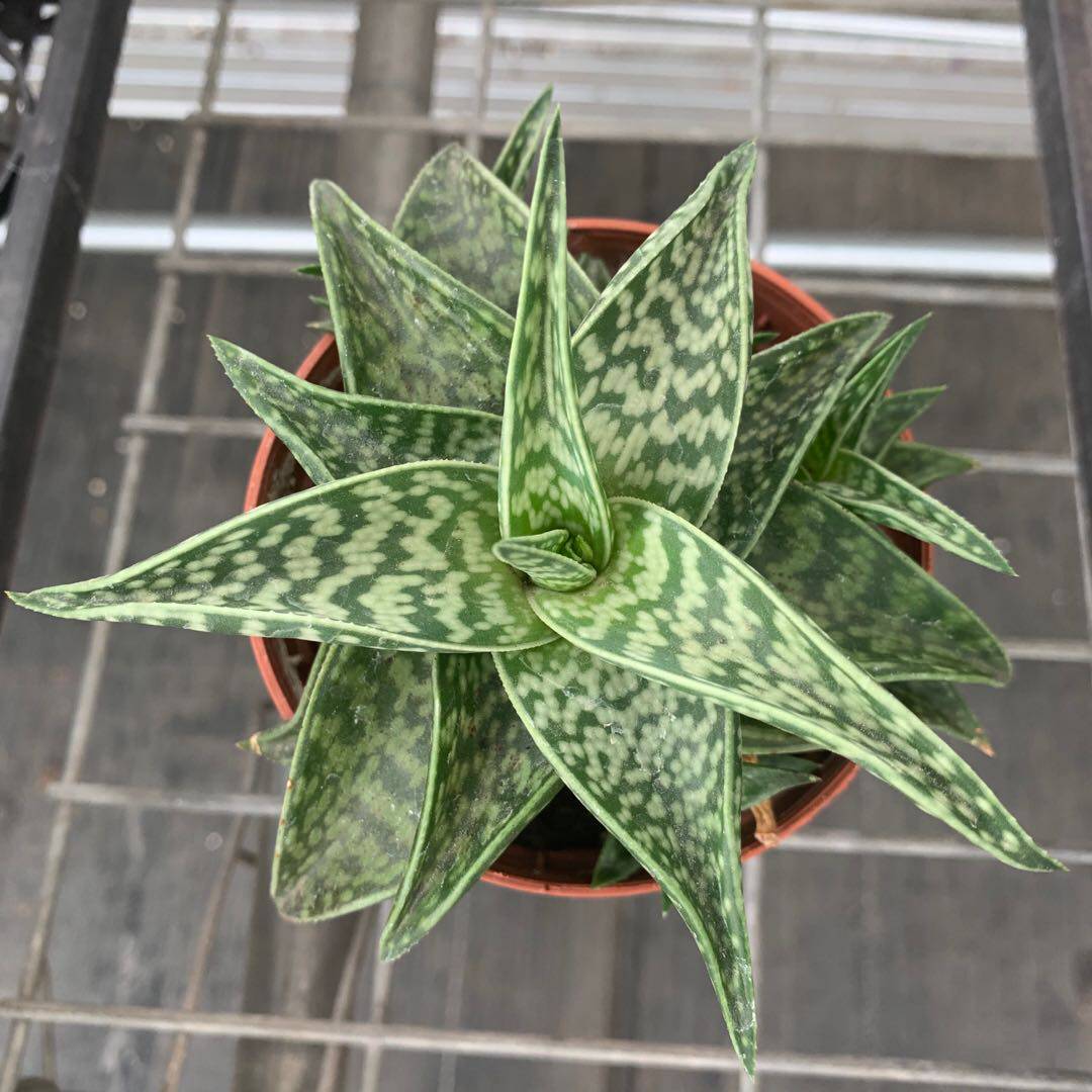 姬千代田锦 多肉盆栽 办公桌面植物 防辐射吸甲醛净化空气