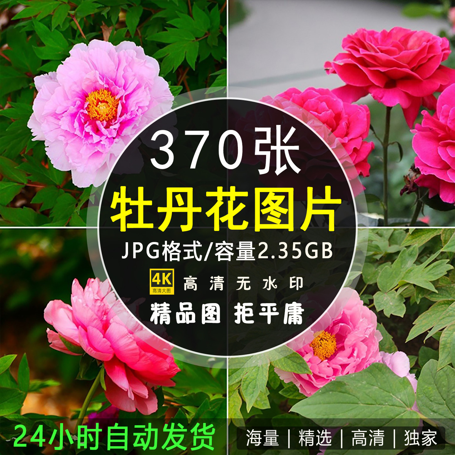 4K高清牡丹花图片花开富贵红粉白花卉花朵照片手机电脑壁纸ps素材