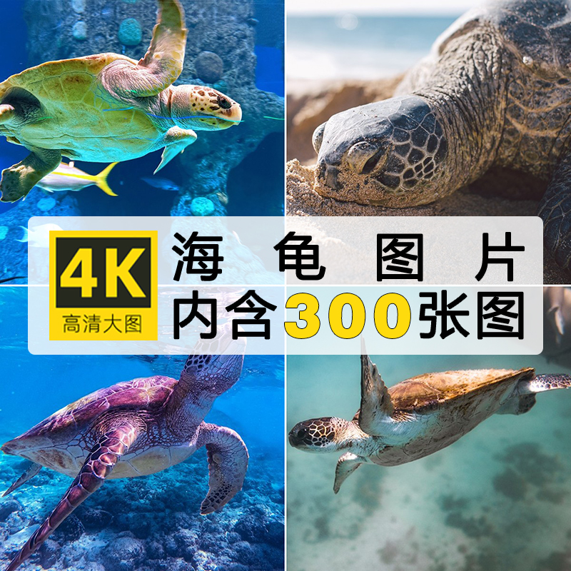 高清4K图片大海龟乌龟水龟山龟水陆爬行动物实拍照片ps素材合计