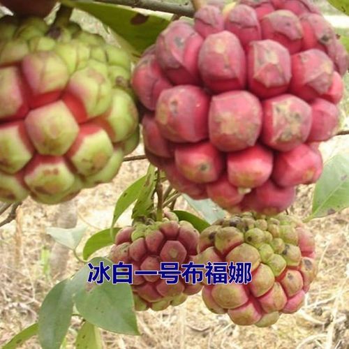 黑老虎苗恶魔果实价格 黑老虎苗恶魔果实图片 星期三