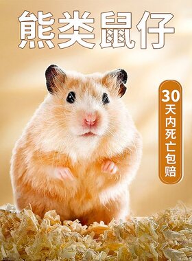 金丝熊活物小仓鼠家养宠物三线布丁长毛熊银狐活体包活苍鼠活仓鼠