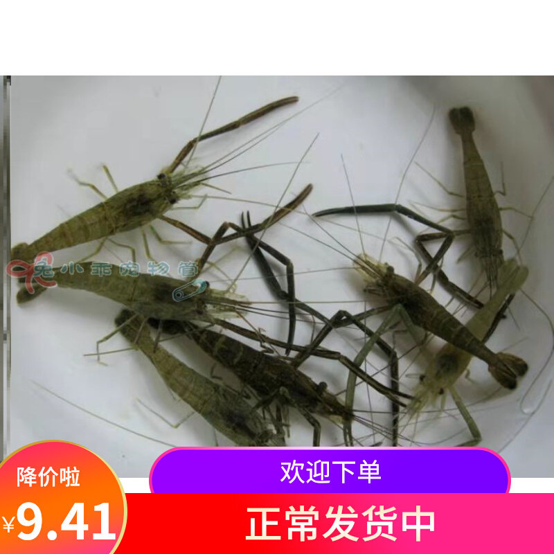 河虾草虾淡水除藻长臂虾大眼贼观赏虾活体草缸原生冷水免加温包邮