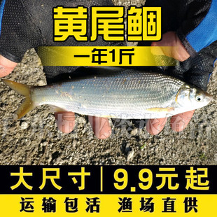 黄尾鯝鱼苗黄片鱼苗黄尾鱼苗黄鱼苗黄姑子淡水养殖鱼苗冷水鱼苗