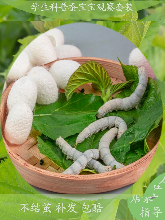 春蚕宝宝活物宠物金丝七彩宝宝学生养蚕观察套装35龄蚕籽新鲜桑叶