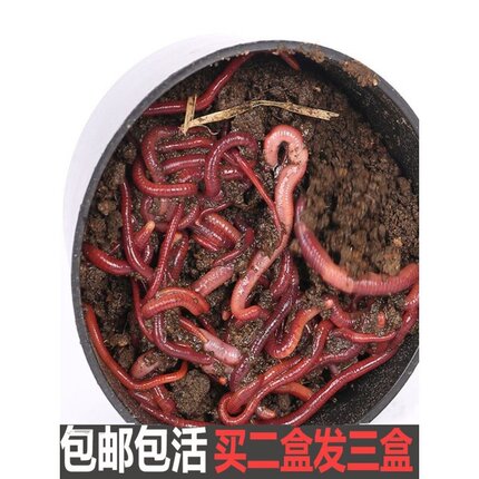 蚯蚓活饵种苗特大号钓鱼垂钓鲫鱼散装红虫活体盒装鲜鱼饵包邮