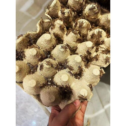 优质油葫芦蛐蛐白蟋蟀活物爬虫宠物守宫蜥蜴蛙鬃狮饲料粮现货