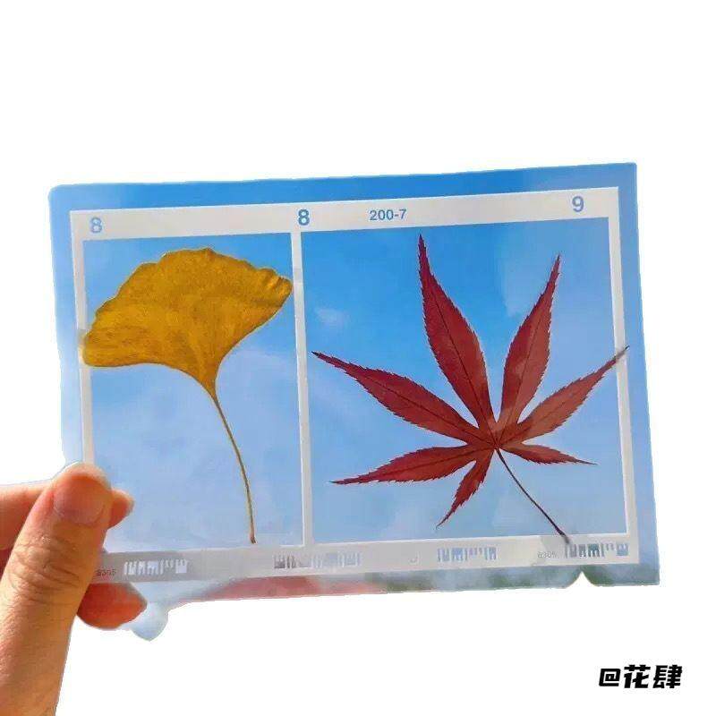 diy材料包标本多功能透明树叶植物手工自制桂花书签干花压花