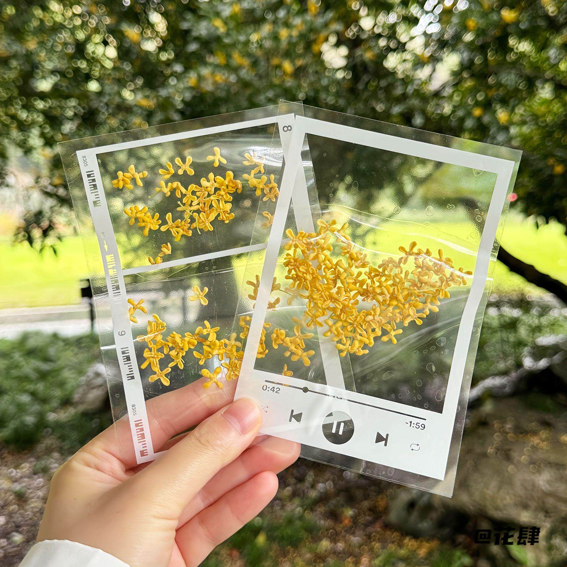 树叶桂花书签自制压花植物多功能标本透明手工干花diy材料包