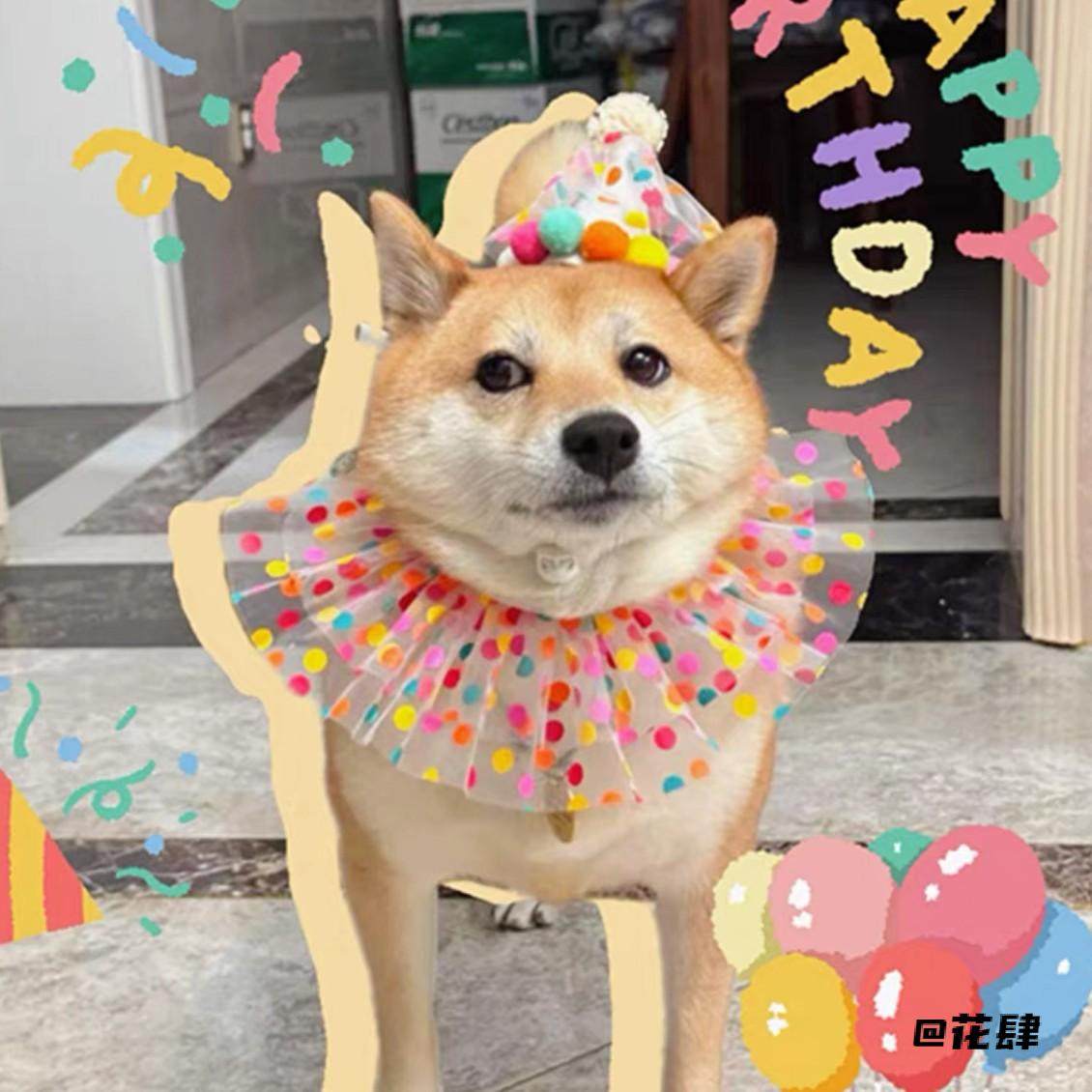 宠物帽子节日帽彩球圆点纱宠物生日帽生日帽子狗狗彩球圆点纱围嘴,宠物/宠物食品及用品,帽子,淘宝优惠券,粉丝福利购,淘宝优惠卷