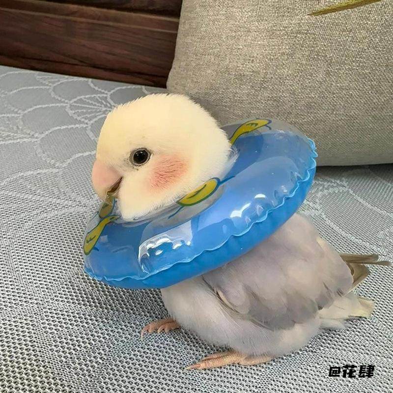 道具小宠物用小仓鼠泳圈解闷鹦鹉游泳圈乌龟泳圈洗澡小鸟玩具装饰,玩具/童车/益智/积木/模型,其它玩具,淘宝优惠券,粉丝福利购,淘宝优惠卷