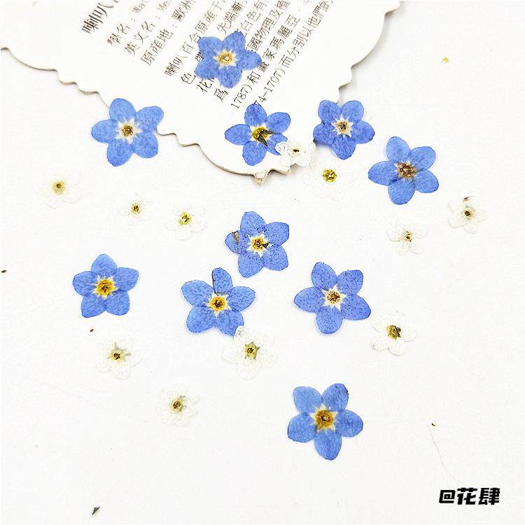 脸部装饰压花画压花薰衣草手机壳紫色干花diy材料勿忘草花手工
