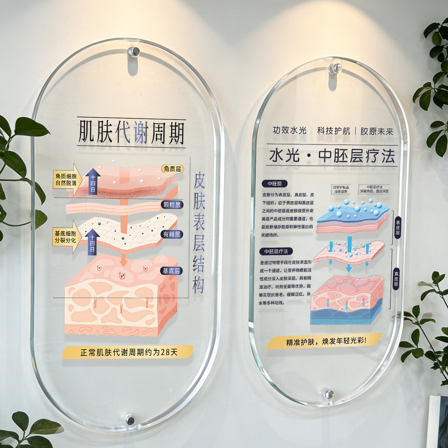 医美上墙美容院皮肤分层结构图全层抗衰模型展示牌水光中胚层挂墙美业