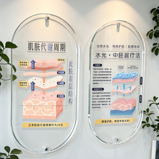 医美上墙美容院皮肤分层结构图全层抗衰模型展示牌水光中胚层挂墙美业紧致肌肤代谢周期面诊透明装饰画广告牌