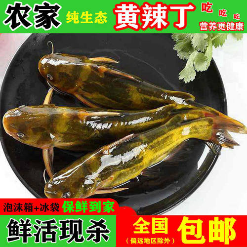 农家淡水新鲜黄骨鱼昂刺鱼嘎鱼黄颡鱼黄辣丁鲜活体现杀淡水鱼500g