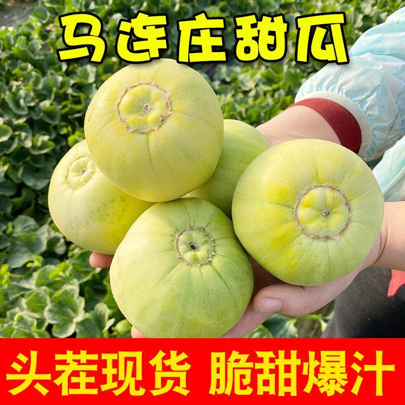 正宗马连庄甜瓜甜宝春季薄皮新鲜当季优质水果马连庄甜瓜