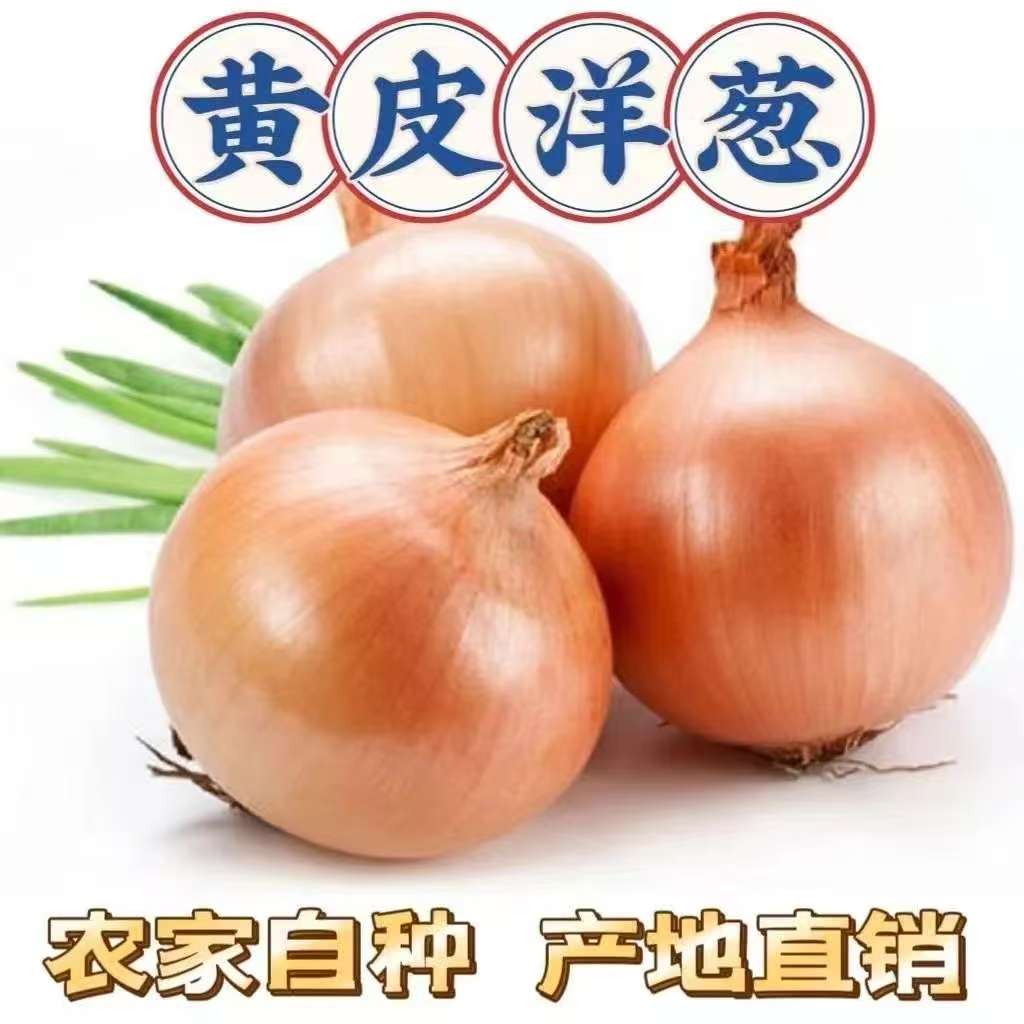 黄皮洋葱新鲜白洋葱农家自种产地直发商用家用清仓批发