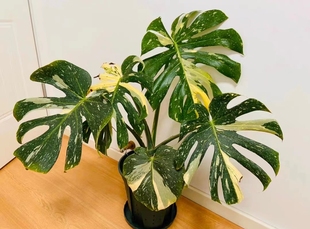 洒金龟背竹龟背竹阴阳焦糖布丁盆栽室内观叶绿植锦化植物净化空气