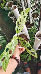 薄荷仙洞锦迷彩锦仙洞龟背薄荷锦洞洞龟背锦叶仙洞盆栽植物观叶