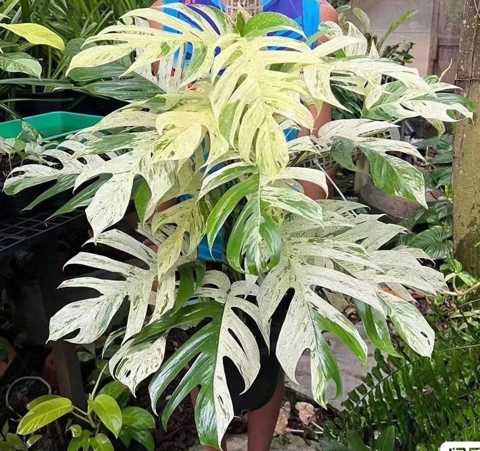 薄荷麒麟尾薄荷锦麒麟尾麒麟尾锦香草植物